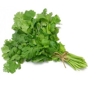 FRESH CORIANDER LEAVES ( DHANA ) BUNCH