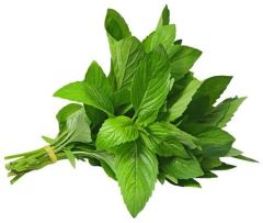 FRESH MINT ( BUNCH )